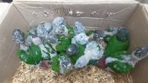 Birds Market Lalukhet latest update of Exotic Parrot Baby 31-12-23