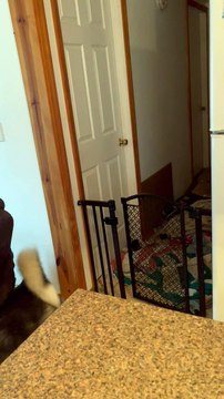 Clever Dog Outsmarts Dog Gate