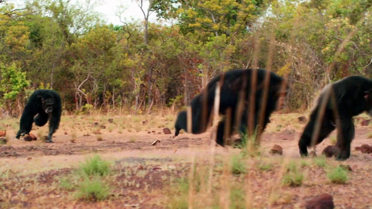 Wilde Dynastien: Die Clans der Tiere | show | 2018 | Official Trailer