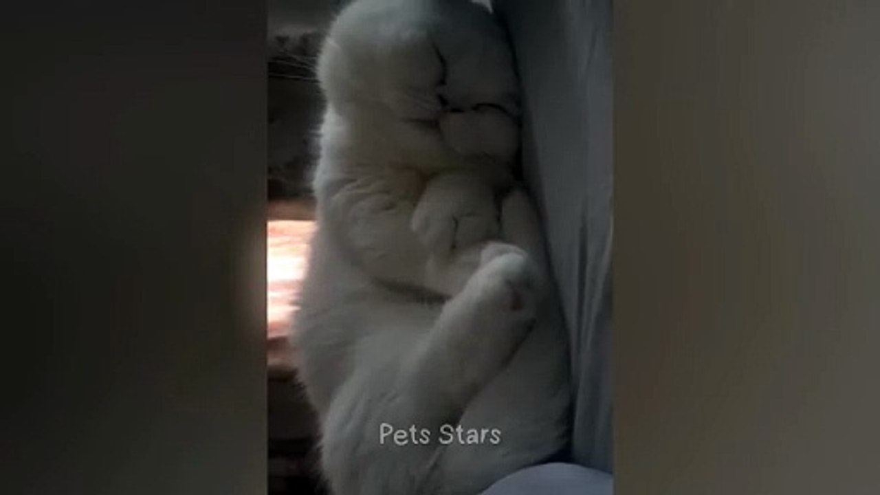 #ytshortsindia morsomt haha #comedys #babs #comedyshorts #cuteanimals #ytshortsindia​​​ #cutebaby #comdy #comedys #babs #comedyshorts #cuteanimalsytshortsindia #ytshortsindia 有趣哈哈 #cutebaby #comdycomedys #ba# Comedyshorts #cuteanimals#ytshortsindia#yts20