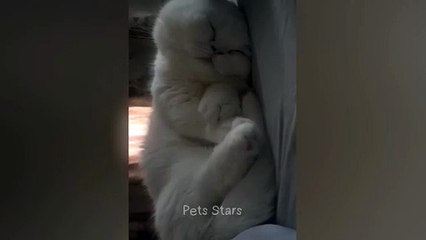 #ytshortsindia morsomt haha #comedys #babs #comedyshorts #cuteanimals #ytshortsindia​​​ #cutebaby #comdy #comedys #babs #comedyshorts #cuteanimalsytshortsindia #ytshortsindia 有趣哈哈 #cutebaby #comdycomedys #ba# Comedyshorts #cuteanimals#ytshortsindia#yts20