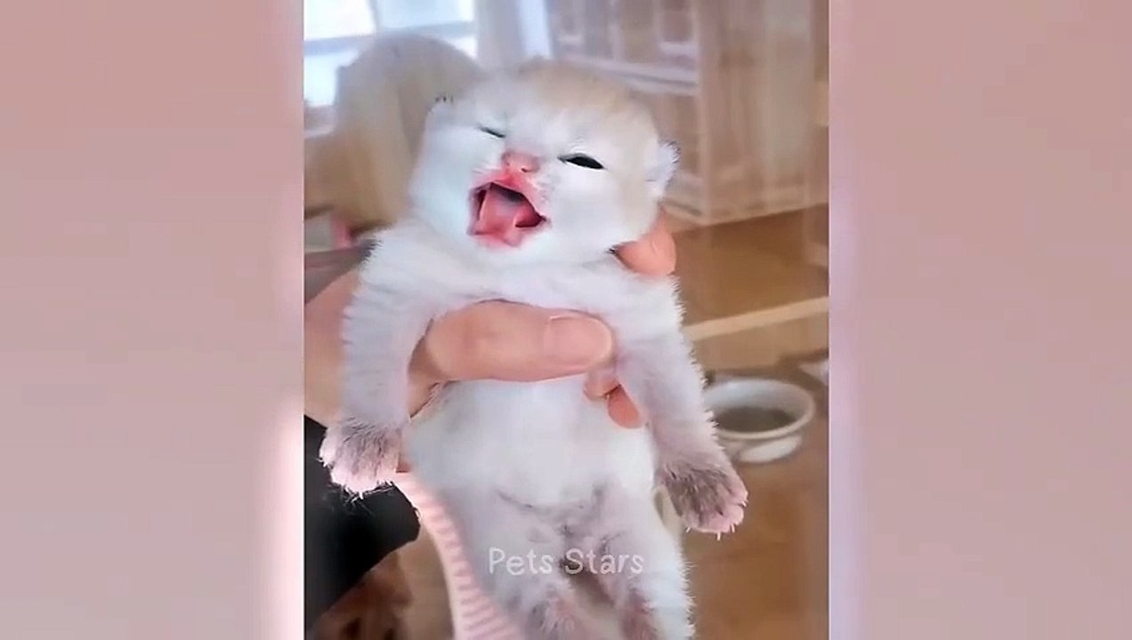 #ytshortsindia morsomt haha #comedys #babs #comedyshorts #cuteanimals #ytshortsindia​​​ #cutebaby #comdy #comedys #babs #comedyshorts #cuteanimalsytshortsindia #ytshortsindia 有趣哈哈 #cutebaby #comdycomedys #ba# Comedyshorts #cuteanimals#ytshortsindia#ytsj9