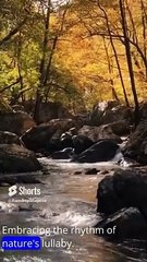 Rain-kissed stillness night #shorts