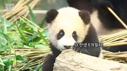 [현장의재구성] "반가워, 쌍둥이바오!"…'호기심천국' 방사 현장