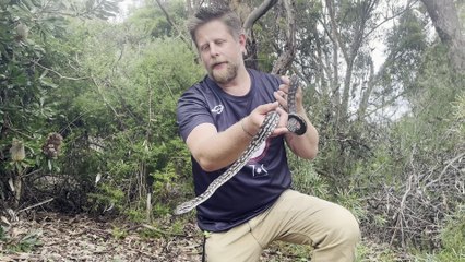 Coastal carpet python found in Curtin