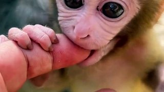 Baby monkey cute animals 72