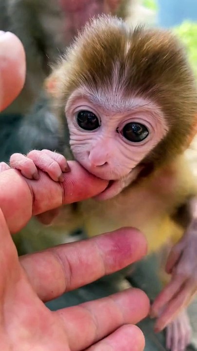Baby monkey cute animals 72