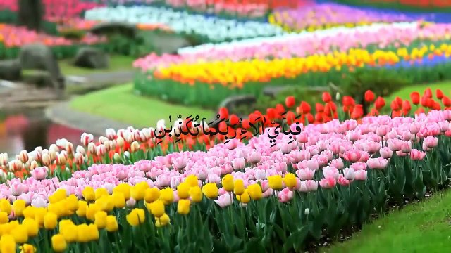 Surah Rahman With Urdu Translation سورة الرحمن كاملة Surah Rahman urdu Tarjuma Quran Tilawat