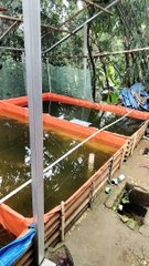 Sudah mulai kerap hujan bahkan pagi sudah hujan, perkuat kualitas air kolam