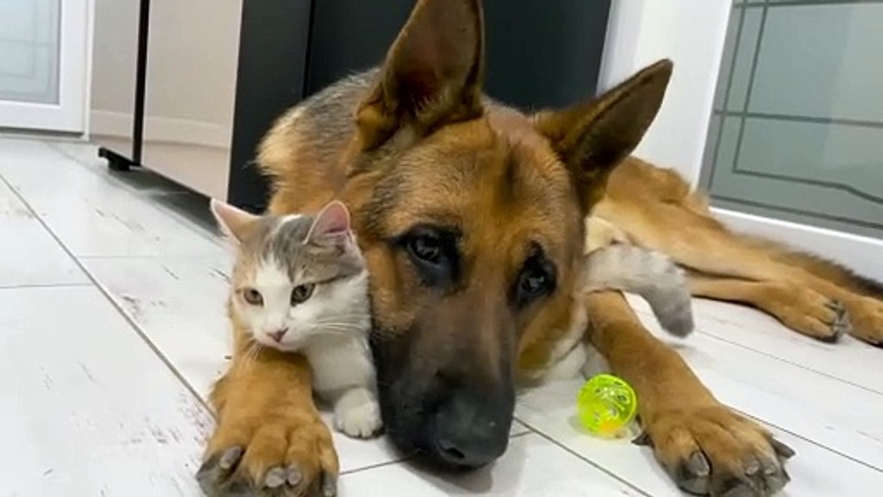 The German Shepherd is the Best Friend for Cats