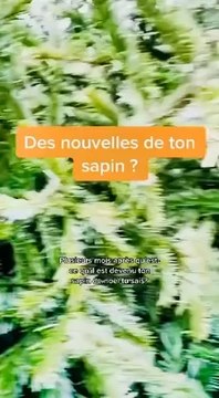 Que deviens ton sapin ?
