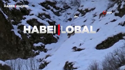 Yer Tunceli: Karlı zirvenin ortasında sürü halde kayıtlara geçtiler!