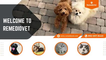 RemedioVet - Pet Store & Global Pet Relocation