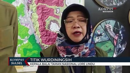 Penertiban Tambang Ilegal Dikawasan Taman Nasional Lore Lindu