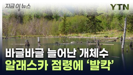 개체수 급증하며 美 알래스카 점령...우려하는 연구진들 [지금이뉴스] / YTN