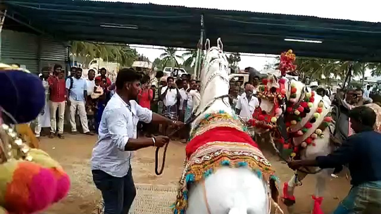Anthiyur Horse Dance _ Very Beautiful Horse Dancing Part 2 _ Wonderful moments_ Wonderful moments