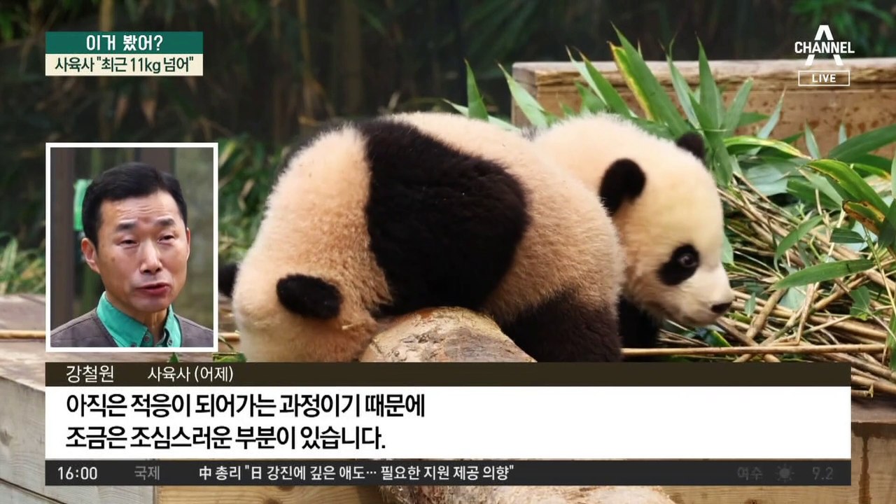 잘 자란 쌍둥이 판다 공개…사육사 “11kg 넘어”
