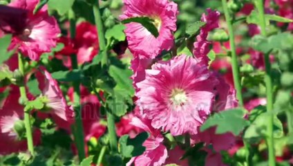 Beautiful hollyhocks flower