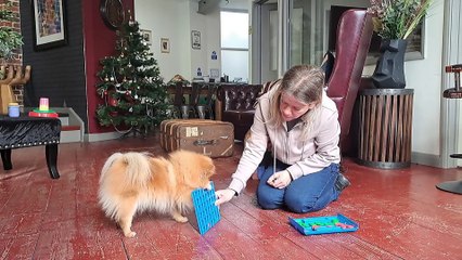 Meet the Sussex dog trainer to the stars