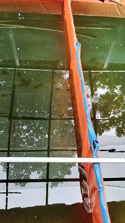 Sepintas seperti anak katak  padahal ini anakan ikan lele