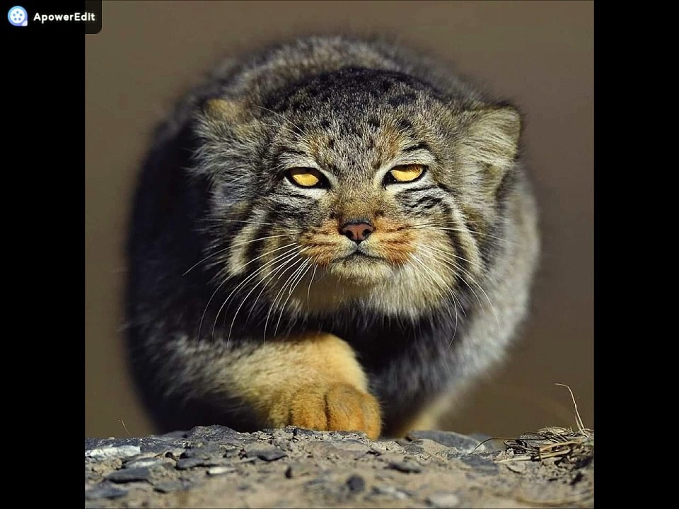 IAM feat Wu Tang Clan / Vishal Experimental Factory