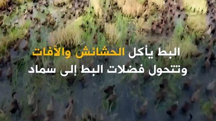 استخدام "البط" بدلاً من المبيدات قد يساعد في انقاذ الكوكب!