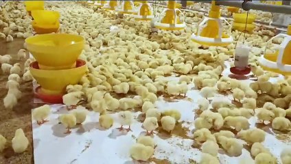 Budidaya ikan lele dengan ternak ayam itu berkesinambungan