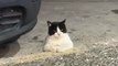 Funny cat dog animal videos on Instagram Tiktok #shorts #funnyanimals #مضحك