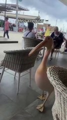 Funny cat dog animal videos on Instagram Tiktok #shorts #funnyanimals #مضحك