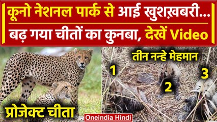 Kuno National Park से आई Good News, Cheetah आशा ने 3 शावकों को दिया जन्म | Sheopur | वनइंडिया हिंदी