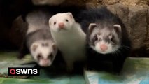 Woman has 47 ferrets and keeps them in their own 'ferret mansion' with mini-beds, hammocks and slides