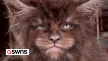 Bizarres Video zeigt Katzen, die MENSCHLICHE Gesichter zu haben scheinen