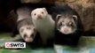 A woman owns nearly 50 pet ferrets who all live in their own 