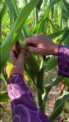 Grilled Corn In Oven _ ذرة مشوي في الفرن