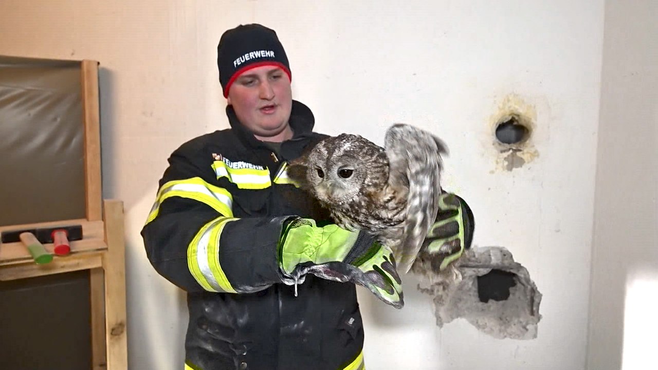 Feuerwehr rettete Waldkauz in OÖ aus Luftschacht