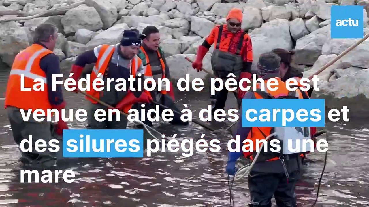 Près de Perpignan : les images spectaculaires de poissons sauvés d’un fleuve asséché