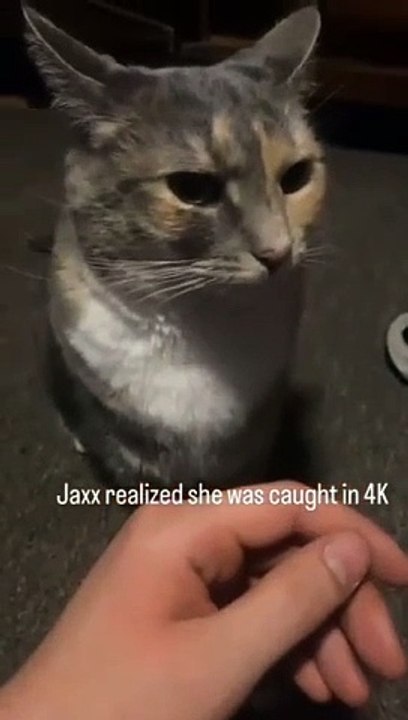 Funny cat dog animal videos on Instagram Tiktok #shorts #funnyanimals #مضحك