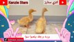 Ducklings playing with baby ducks Kenzie starsوردة و بطة بيلعبوا سوا #بطة  كنزي ستار