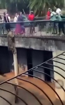 Terror: Jaguar escala muro del recinto de un zoológico en presencia de los visitantes 