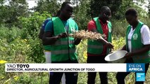 Togo's booming soybeans industry is biggest exporter to the EU