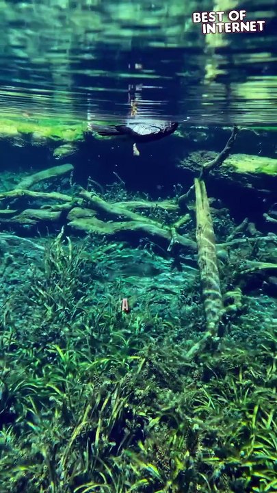 Anhinga's Aquatic Elegance!  || Best of Internet