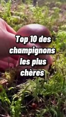 Top 10 des champignons les plus chers au monde
