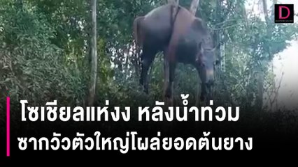 โซเชียลแห่งง หลังน้ำท่วมซากวัวตัวใหญ่โผล่ยอดต้นยางสูงราว 5 เมตร | HOTSHOT เดลินิวส์ 05/01/67