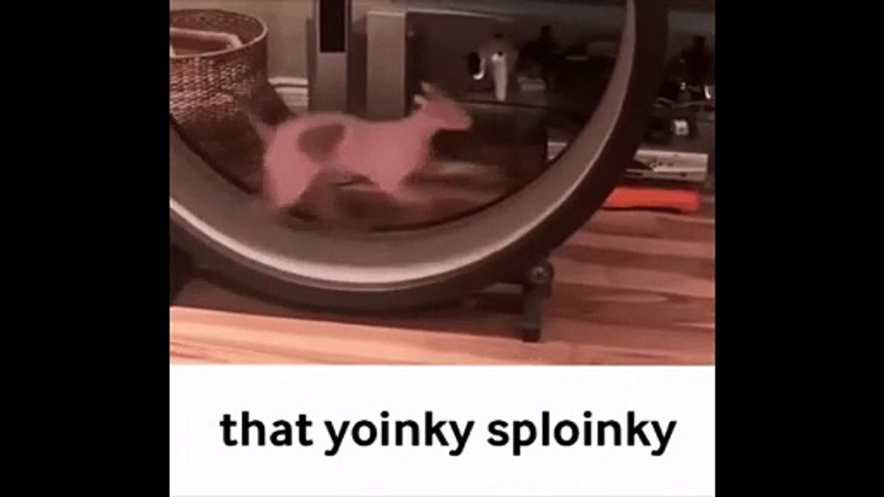 that yoinky sploinky - video Dailymotion