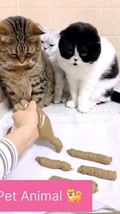 Pet Animals