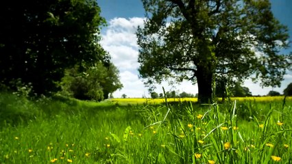 mixkit-countryside-meadow-4075