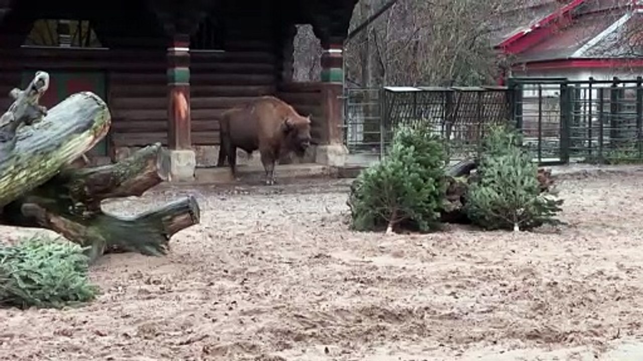 Verspätete Bescherung: Weihnachtsbäume für Berliner Zootiere