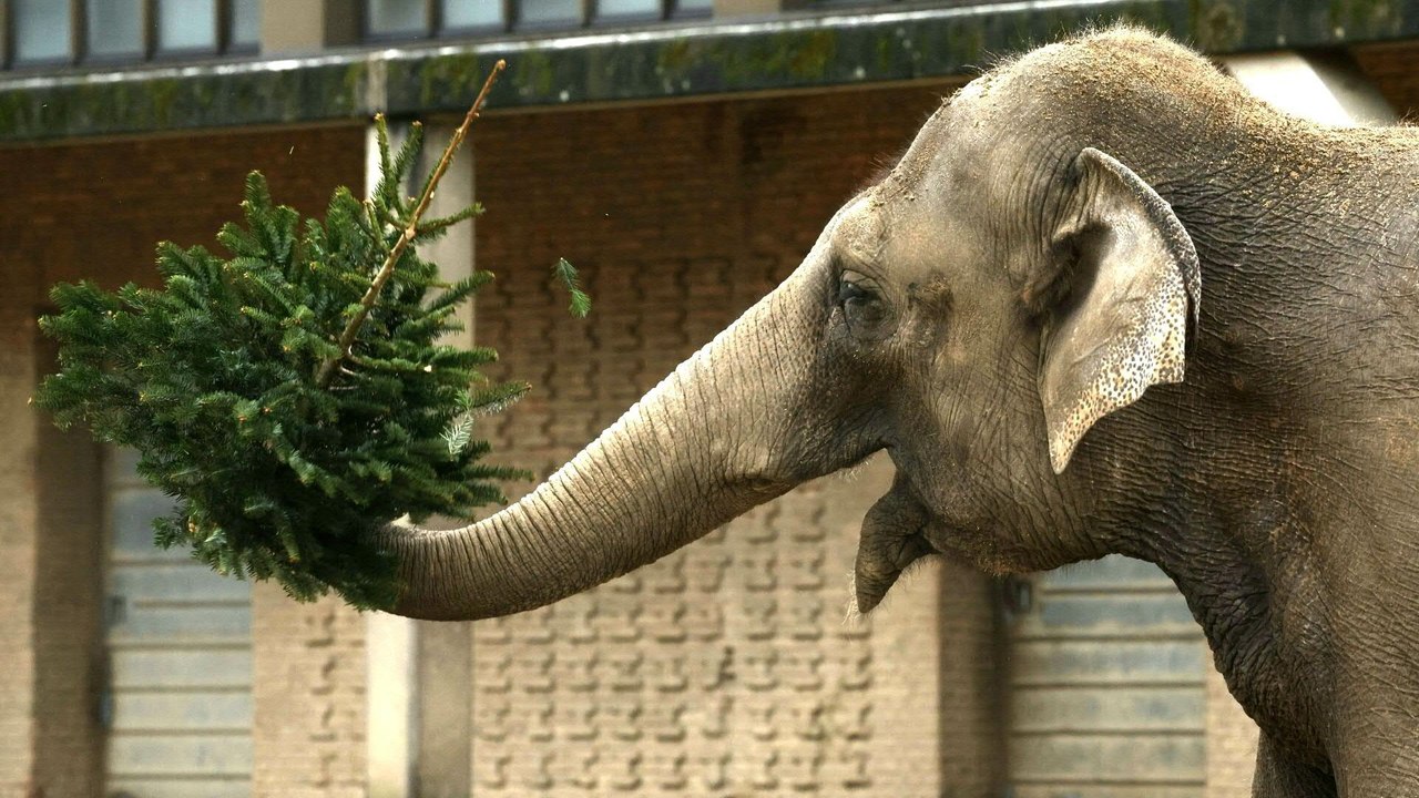 Verspätete Bescherung: Weihnachtsbäume für Berliner Zootiere