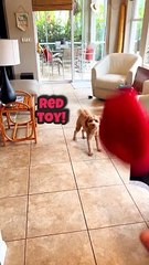 Puppy Plays Fetch Picking Different Toys