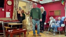 Alpacas visit Hillbrow Care Home in Crediton 3. Video by Alan Quick IMG_2388